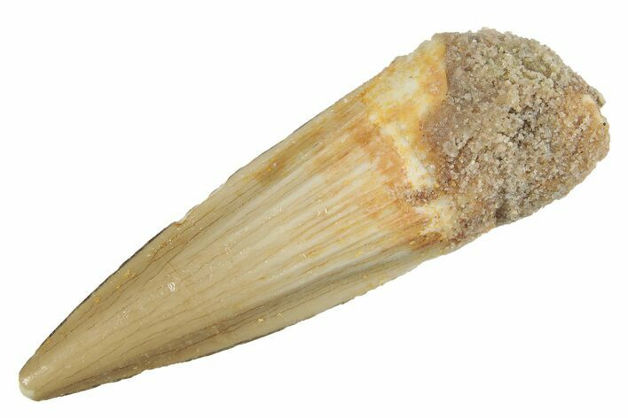 Juvenile Fossil Spinosaurus Tooth - Real Dinosaur Tooth #264817